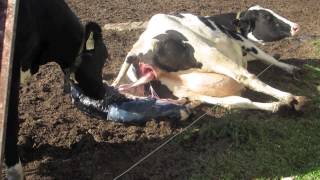 Calf birth at Hansens Farm Fresh Dairy [upl. by Adelaide]