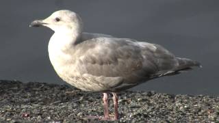 Glaucouswinged Gull Larus glaucescens [upl. by Elane]