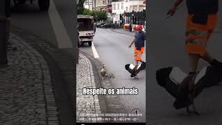 Respeito aos animais ♥️ respeiteosanimais aves [upl. by Platto]