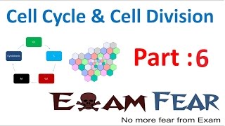 Biology Cell Cycle amp Cell Division part 6 Mitosis  Stages CBSE class 11 XI [upl. by Eelarbed156]