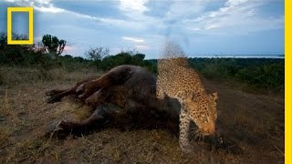 Joel Sartore Capturing Endangered Species  Nat Geo Live [upl. by Joellyn756]