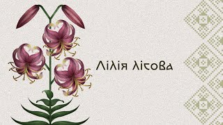 Лілія Лісова Lilium martagon [upl. by Fogel]