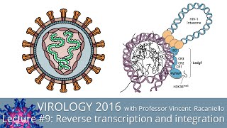 Virology Lectures 2016 9 Reverse transcription and integration [upl. by Flore811]