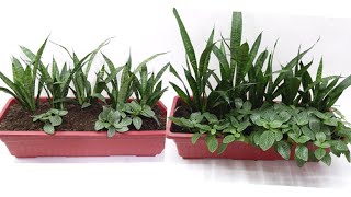 How to Grow Snake Plant Zeylanica and Fittonia Green in Single Pot at Home [upl. by Aramenta]