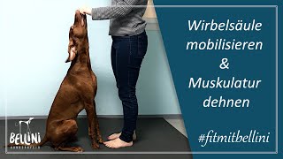 Wirbelsäule mobilisieren amp Muskulatur dehnen  Workout für euren Hund  fitmitbellini [upl. by Hafeenah]