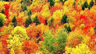 Peaceful Music Relaxing Music Instrumental Music quotAutumn Leavesquot by Tim Janis [upl. by Annaj]