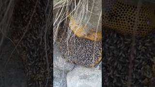 Small bee 🐝🐝 honey youtubshortvideo fypage [upl. by Gertrudis]