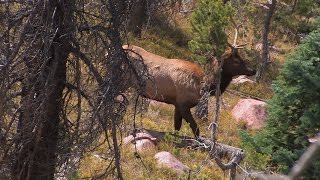 CHASING BULLS IN WYOMING  Part 1 [upl. by Yesteb]