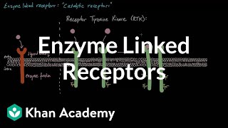 Enzyme Linked Receptors  Nervous system physiology  NCLEXRN  Khan Academy [upl. by Nilde]