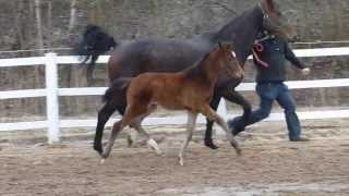 wwwreitschulesandbrinkde FOR COMPLIMENT  LORD LOXLEY foal Dressage [upl. by Aniratak]