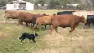 Border Collies Herding Cattle [upl. by Airekahs148]