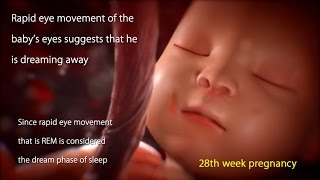 28 Weeks Pregnant Watch Your Babys Movement in 28 Week Pregnancy [upl. by Euqinitram]