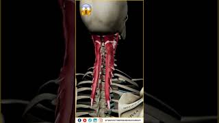 How to Strengthen Key Muscles for Perfect Posture and Balance  Anatomy amp Biomechanics Explained [upl. by Fletch]