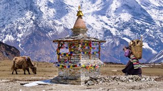 Where Tibet and Nepal Meet Tsum Valley Trekking Nepal Himalaya [upl. by Acina]