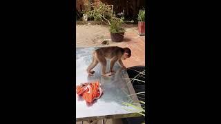 Today the broken head is heaving a lot of fun cute baby3 babyanimal monkey babymonkey food [upl. by Irpac617]