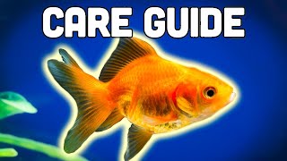 Fancy Goldfish Care Guide [upl. by Hugibert]