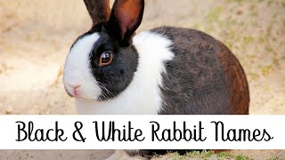 Rabbit Names Series  Black and White Rabbit Name Suggestions  Ten27 Rabbitry [upl. by Llenaej]