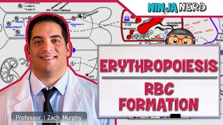 Hematology  Erythropoiesis Red Blood Cell Formation Part 1 [upl. by Kaczer]