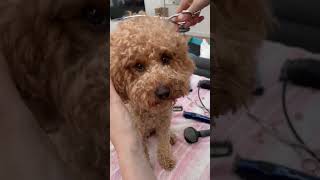 Miniature Poodle Teddy Cut in 60 seconds [upl. by Dev]