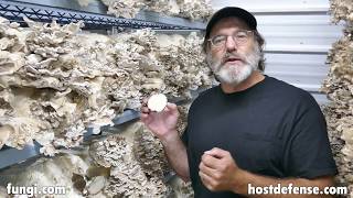 Paul Talks About Maitake Mushrooms [upl. by Calise]