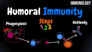 Humoral Immunity ALL Steps  Immunology [upl. by Plumbo764]