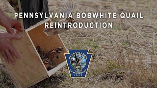 Pennsylvania Bobwhite Quail Reintroduction [upl. by Namyh]