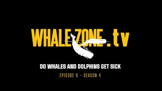 DO WHALES AND DOLPHINS GET SICK  WHALEZONETV S4E9 [upl. by Kynan]