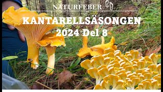 Kantarellsäsongen Del 8 Chanterelleseason Part 8 Sweden Höga Kusten Ångermanland [upl. by Paver170]