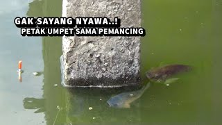 NYAWA MELAYANG Berani banget ngajak kucing²an Pemancing [upl. by Wie414]