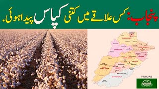 The Cotton Belt of Punjab Pakistan Top 10 Cities Leading in Cotton Production 2024 [upl. by Rutter]