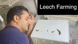 Learn leech farming in your house [upl. by Nuajed]