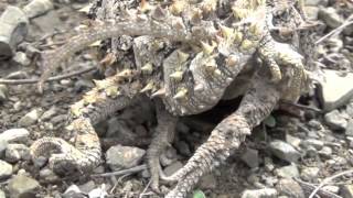 Horned lizard sex Phrynosoma asio [upl. by Grishilda]