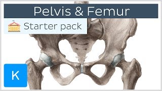 Pelvis Hip bone and Femur  Human Anatomy  Kenhub [upl. by Cristina]