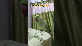 Pyara Jaggu 😍🦜🥰 parrot birds petbird cute talkingparrot parrottalking parrotlover anuandsuji [upl. by Gnilyarg555]