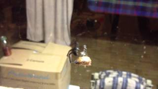 Redback Spider vs Christmas Beetle [upl. by Assil]