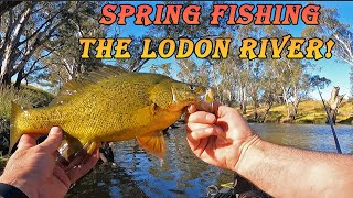 Spring Yellow Belly golden perch fishing on the Loddon River [upl. by Yuzik282]