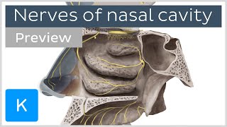 Nerves of nasal cavity preview  Human Anatomy  Kenhub [upl. by Frankel]