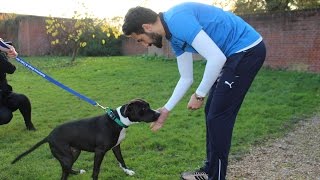 Reading FC Visit Battersea Dogs Home  191114 [upl. by Baxie408]