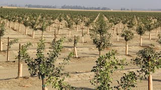 Pistachio Orchard Nutrient Management 101 with Bob Beede [upl. by Darum876]