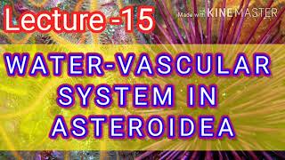 ASTEROIDEA  WATER VASCULAR SYSTEM [upl. by Virgilio]