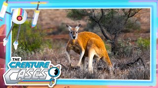 CreatureCases  🇦🇺 Australian Adventure 😼🦊  Clubot Quests  Sam and Kit Mysteries [upl. by Dott]