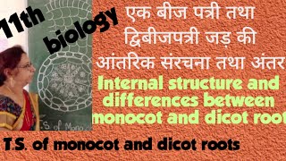 एकबीजपत्रीद्विबीजपत्री जड़ की आंतरिक संरचनाTSof monocot and dicotroot NCERT biology 11thपाठ 6 [upl. by Schonfield]