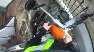 Fallen Pittosporum Removal Chelsea London [upl. by Fina]