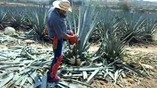 agave plant harvesting video [upl. by Flieger]