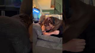 Giant XL Bully love xlbully dogbreed shortsvideo [upl. by Aydin676]