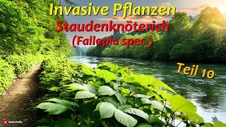 Invasive Pflanzen  Teil 10  Staudenknöterich [upl. by Auhso]