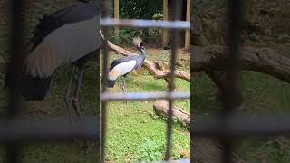 Lotherton Hall Pt6 🦩🐧🐦 leeds dayout adventure birds capybara penguins animals [upl. by Eelak]