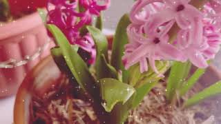 Hyacinth full blooms l Gardening Australia [upl. by Ynar]