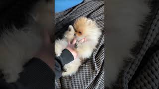 I ✨VICIOUSLY✨ tickle attacked my DOG 😳😭  puppy pomeranian dogs puppies dogshorts dog [upl. by Hess]