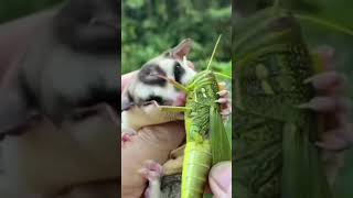 Sugar glider Flying squirrels Petaurus breviceps Petauridae [upl. by Ralip15]